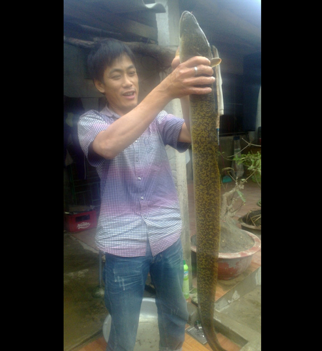 Một người dân ở xã Kỳ Hoa, huyện Kỳ Anh (Hà Tĩnh) vừa bắt được con cá chình khủng, có chiều dài 1,3m và cân nặng hơn 6kg.